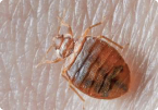 Bed bugs