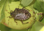 Stink bugs