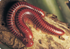 Millipedes