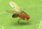 Fruit flies