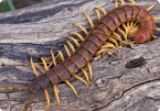 Centipede
