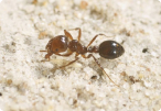 Ants