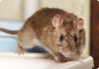 Rodents
