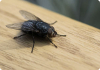 Flies