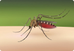 Mosquitoes