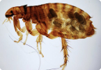 Fleas